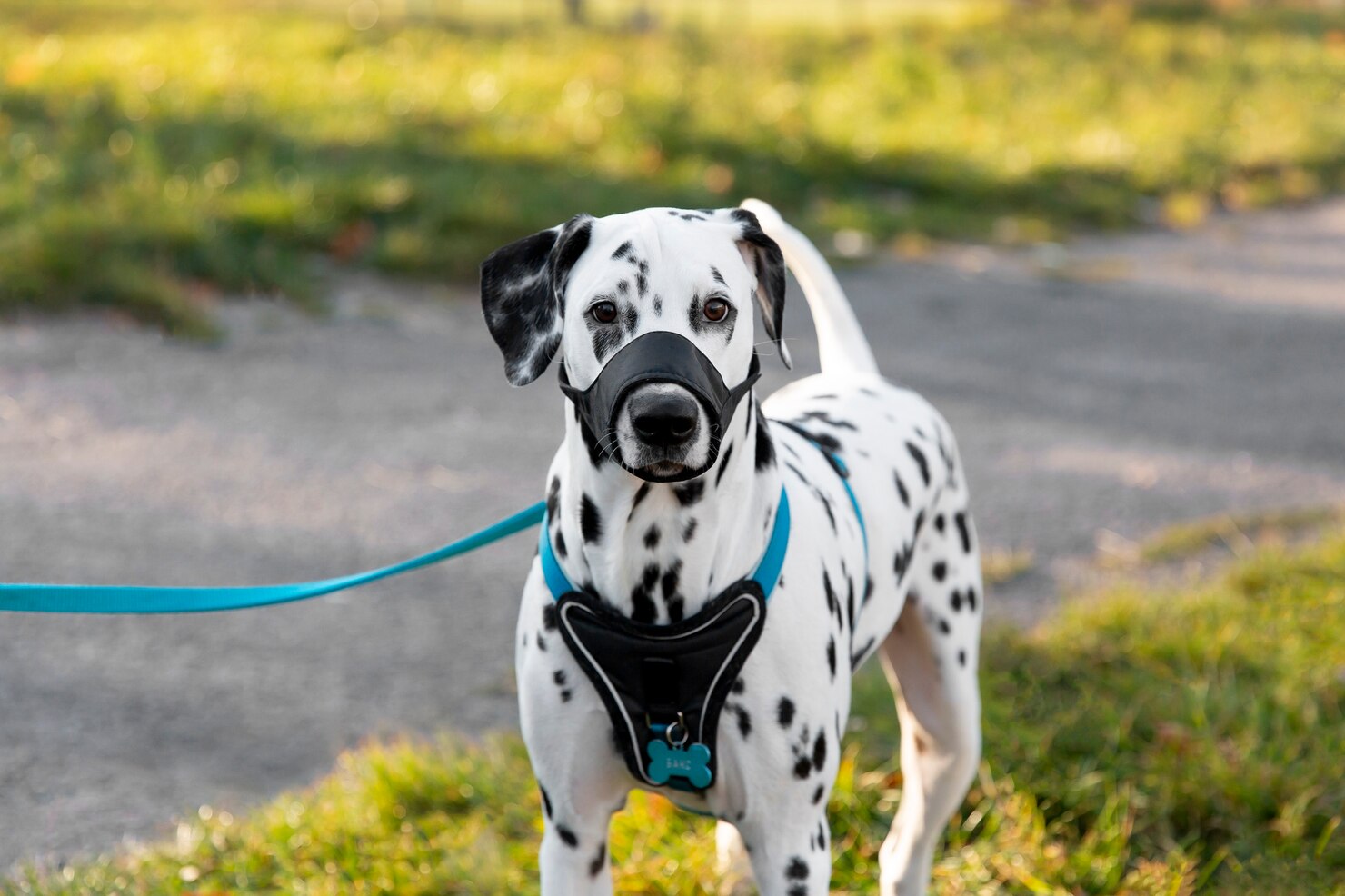 Leashes, Harness & Collars